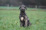 IRISH WOLFHOUND 282